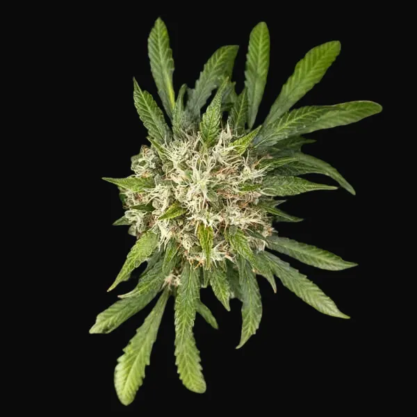 Cookies Gelato Auto