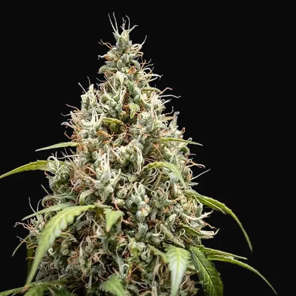 Cookies Gelato Auto
