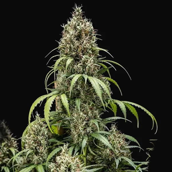 Cookies Gelato Auto