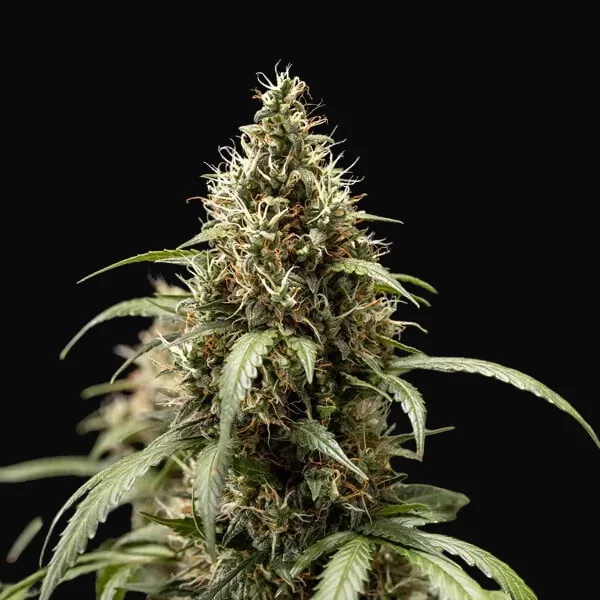 Cookies Gelato Auto