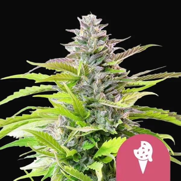 Cookies Gelato