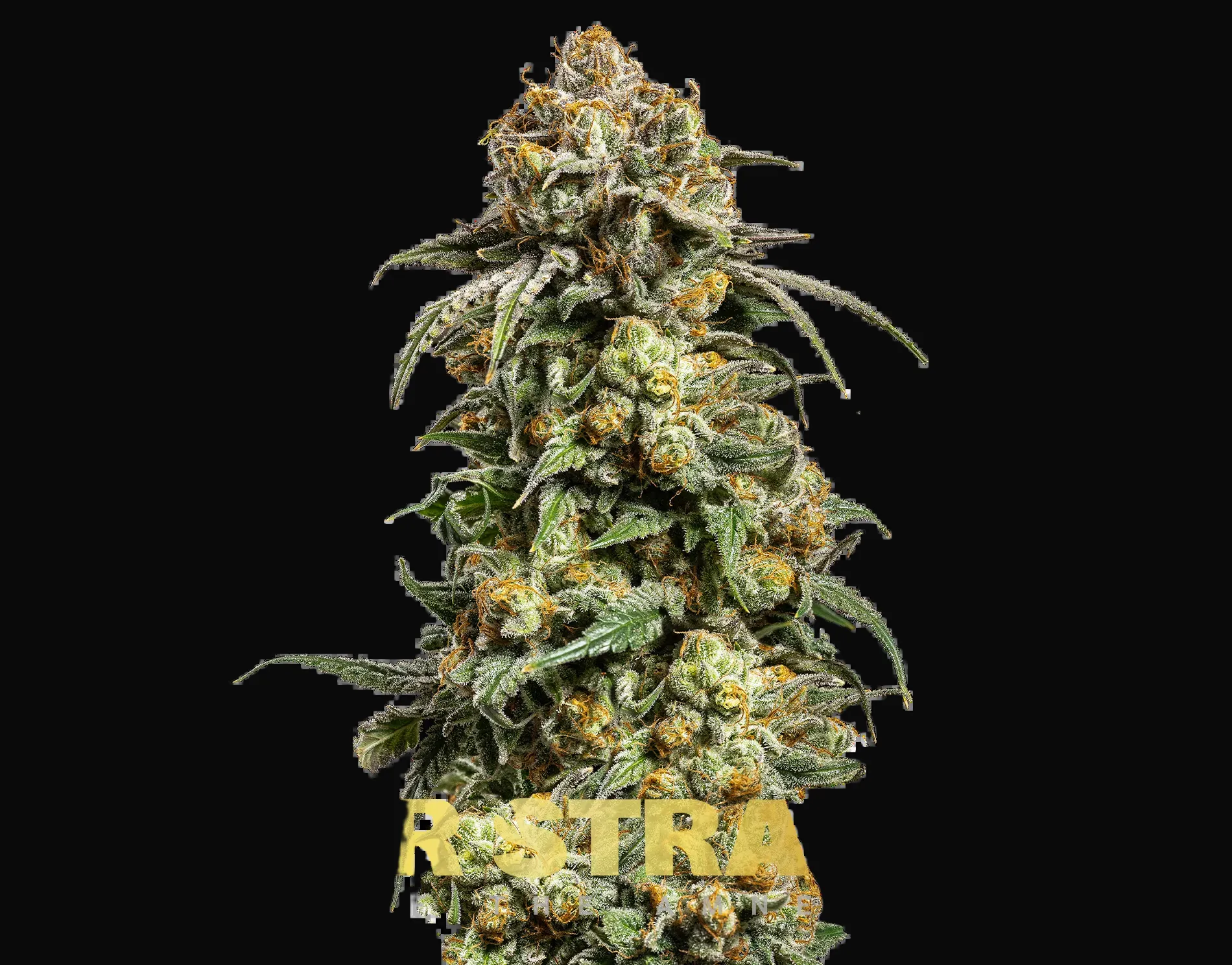 Cookies Krush