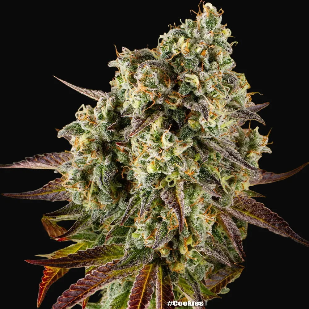 Cookies Kush Auto