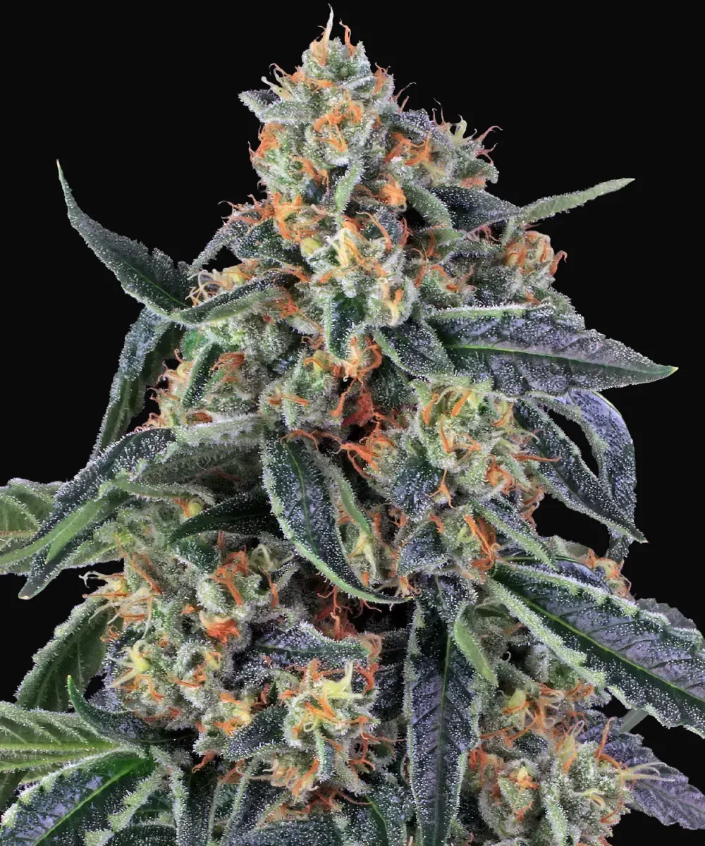 Cookies Kush