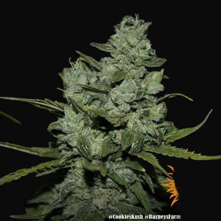 Cookies Kush
