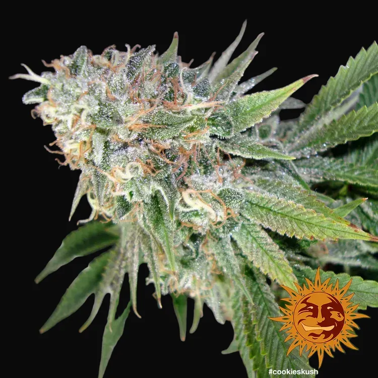 Cookies Kush