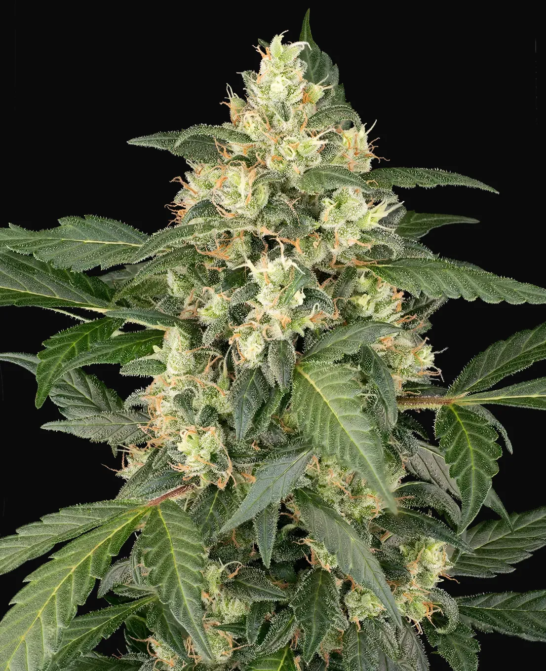 Copenhagen Sour Automatic