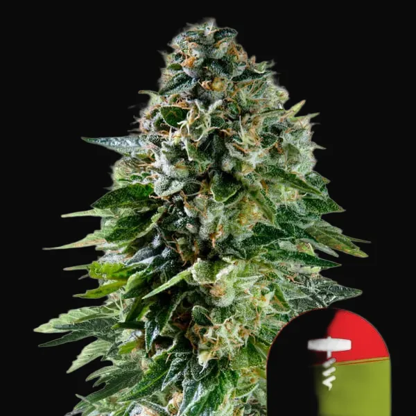 Corkscrew Auto