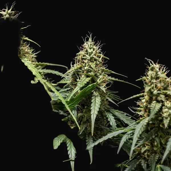 Corkscrew Auto