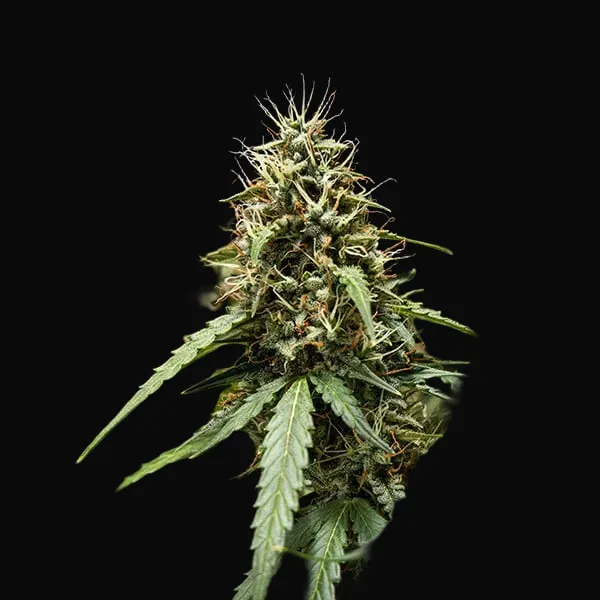 Corkscrew Auto