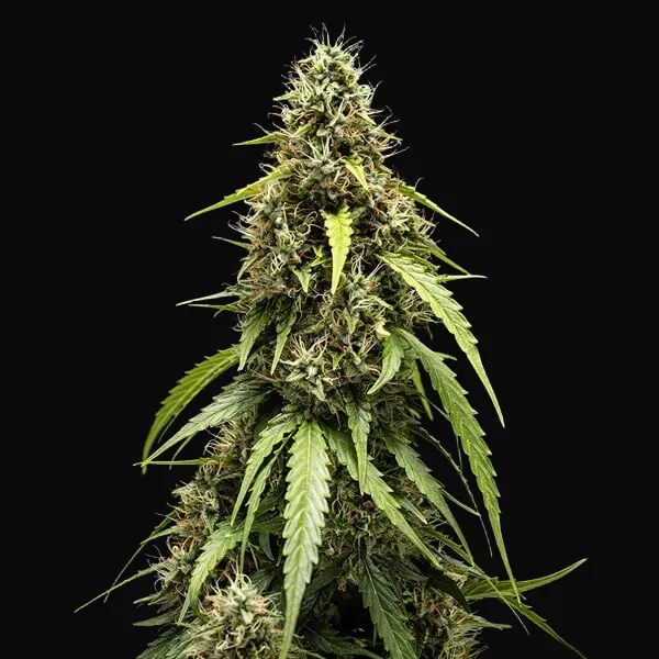 Corkscrew Auto