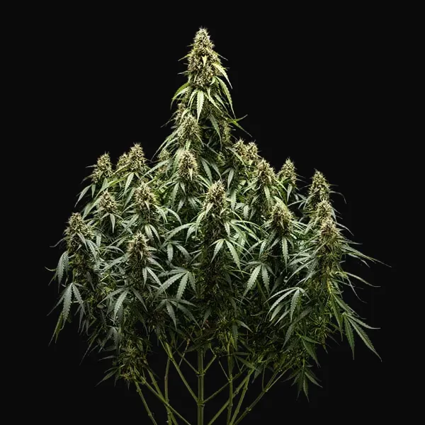 Corkscrew Auto