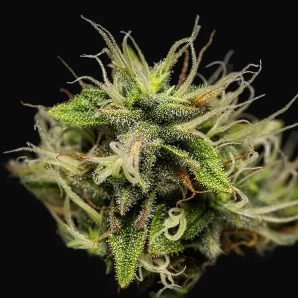 Corkscrew Auto