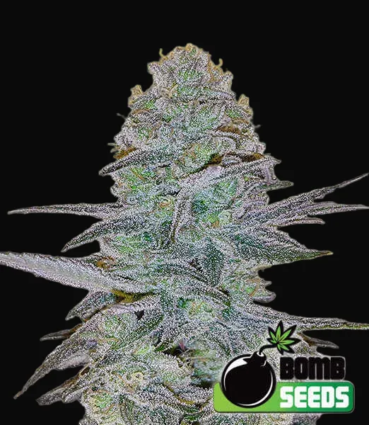 Cosmic Bomb Auto