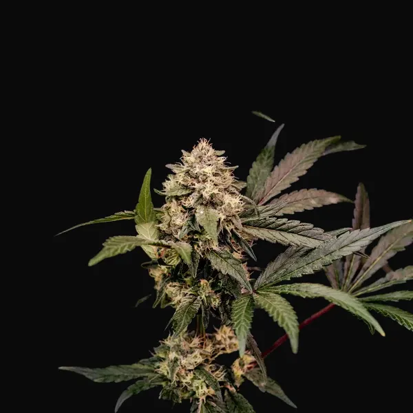 Cosmic Cheddar F1