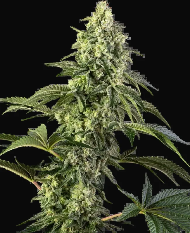 Cosmic Kiss Feminized