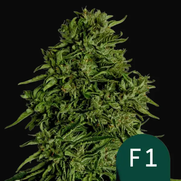 Cosmos F1