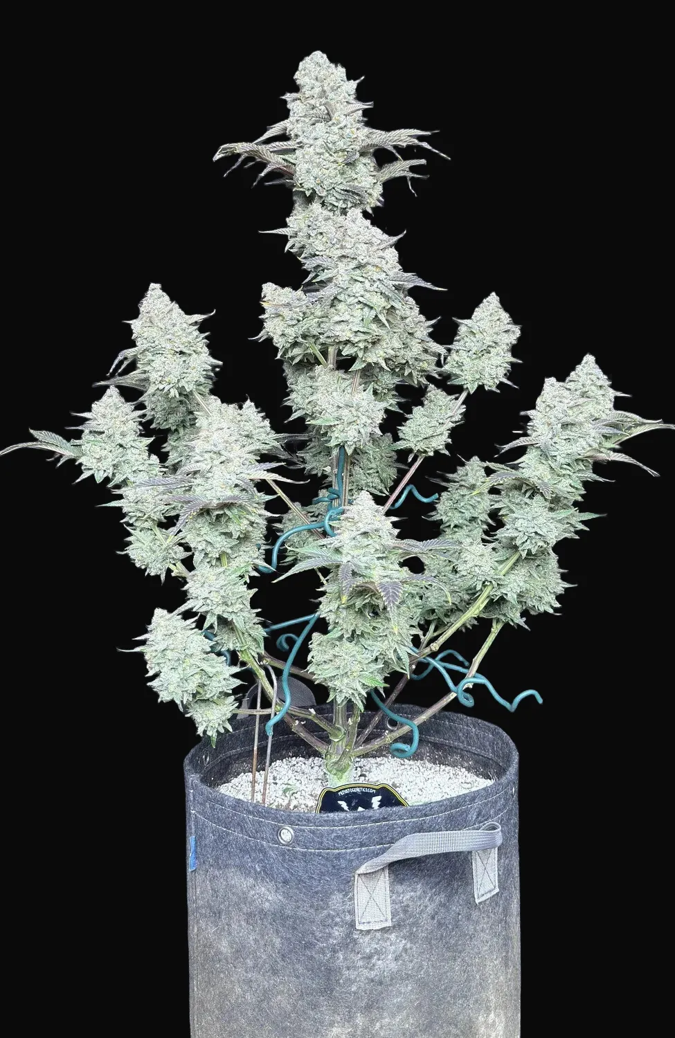 C.R.E.A.M Auto