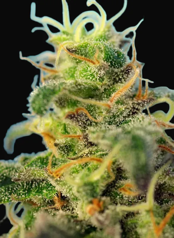 Cream Caramel CBD