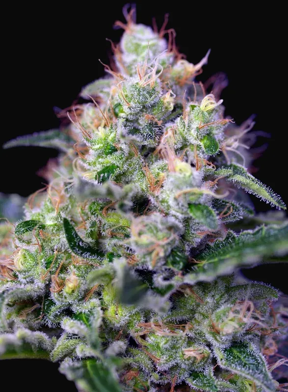 Cream Caramel
