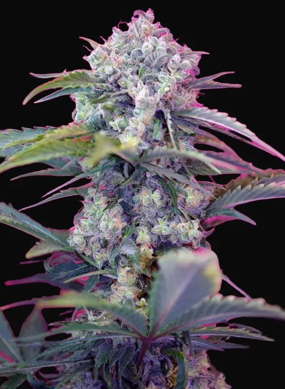 Cream Mandarine Auto