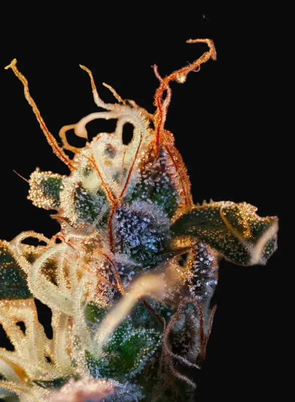 Cream Mandarine XL Auto