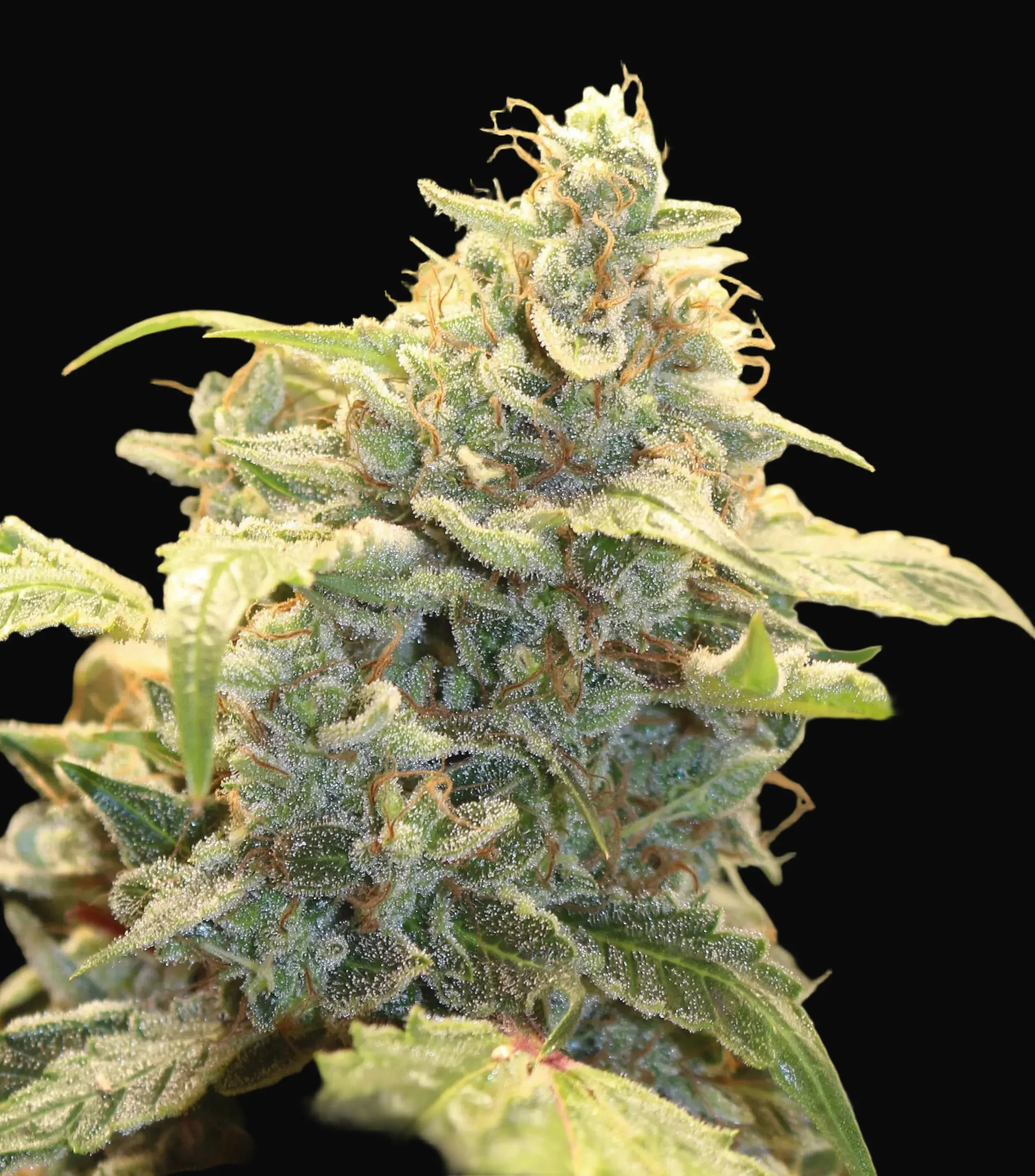 Creme Tasmo Auto