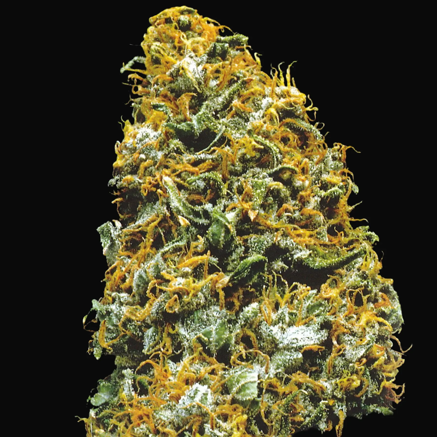 Cristal Paradise Regular