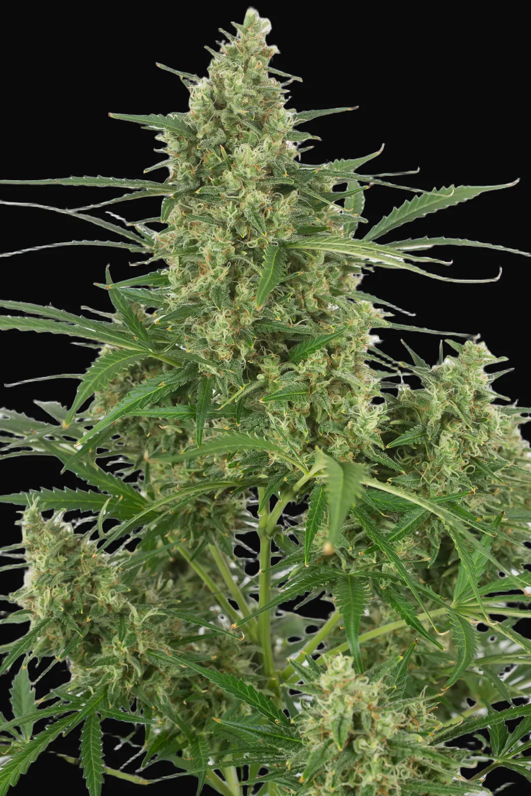 Critical + 2.0 Autoflowering