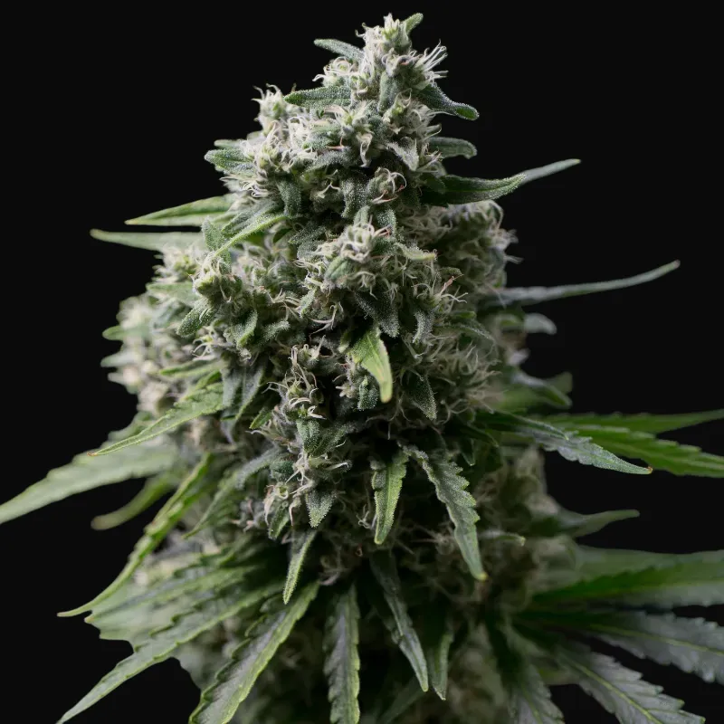Critical + 2.0