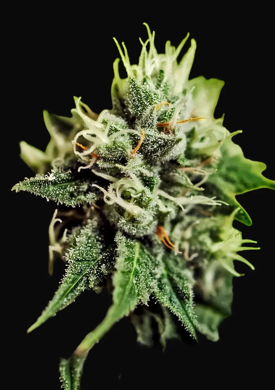 Critical 47 Auto