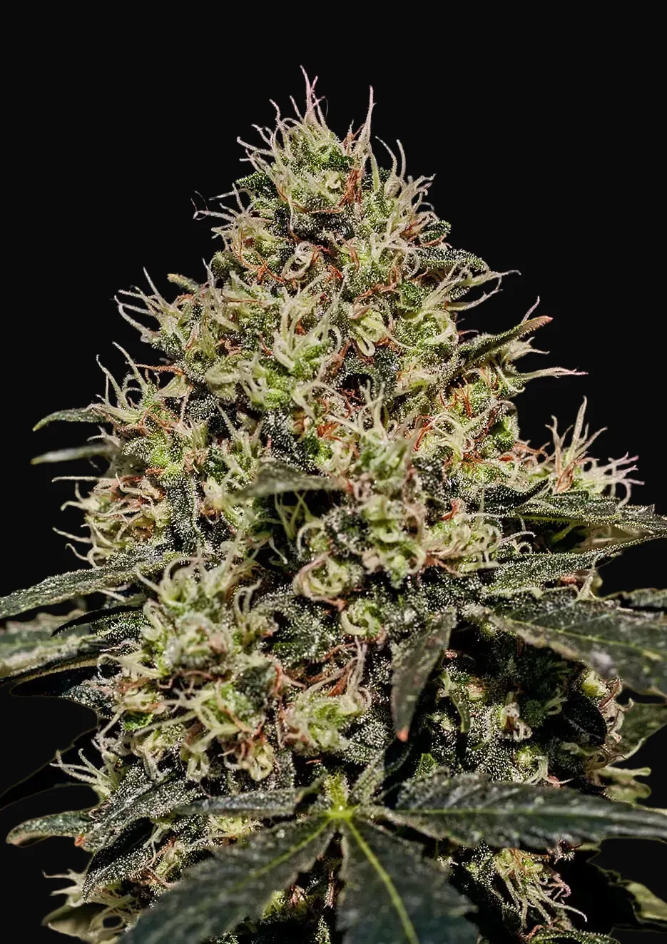 Critical 47
