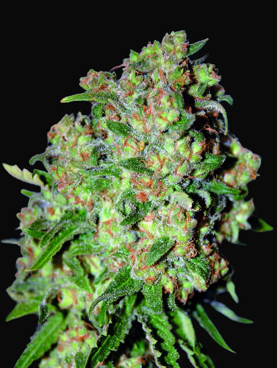 Critical