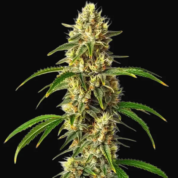 Critical Auto