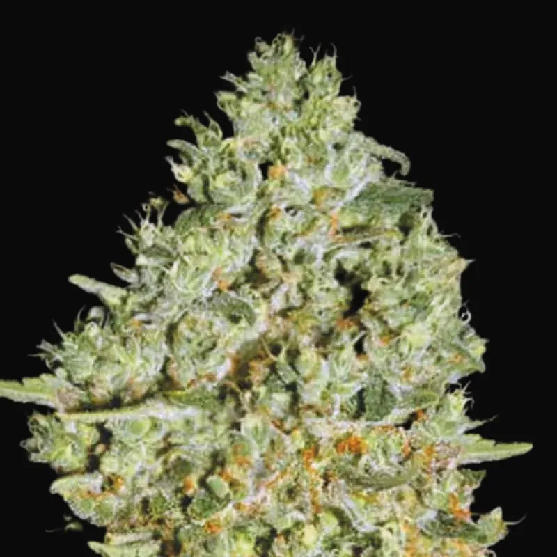 Critical