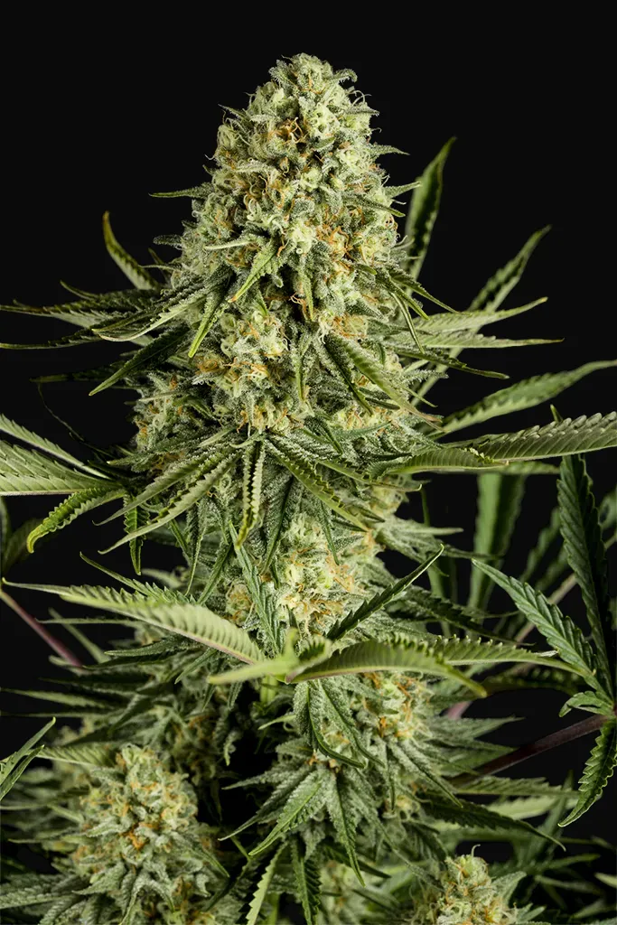 Critical Cheese