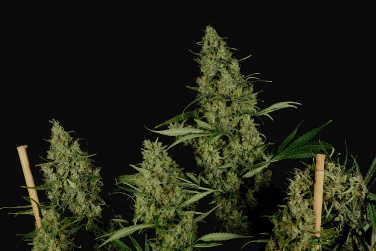 Critical Haze