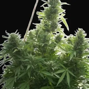 Critical Herer Auto