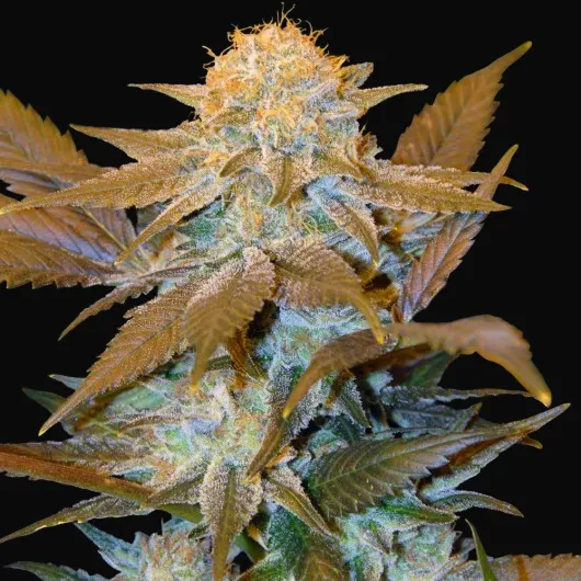 Critical HOG