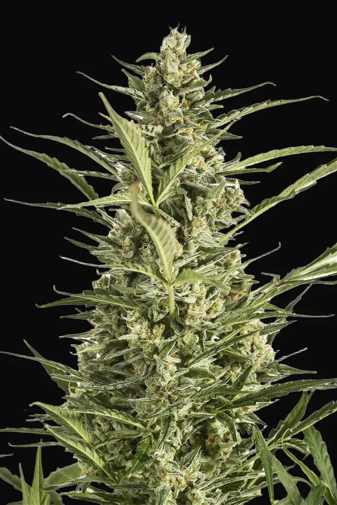 Critical Jack Auto