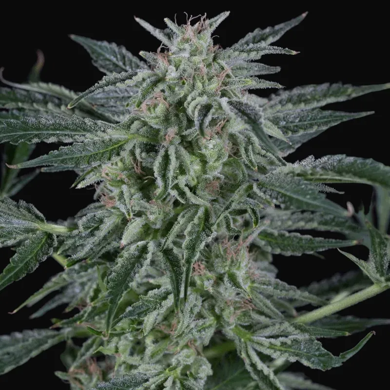 Critical Jack Auto