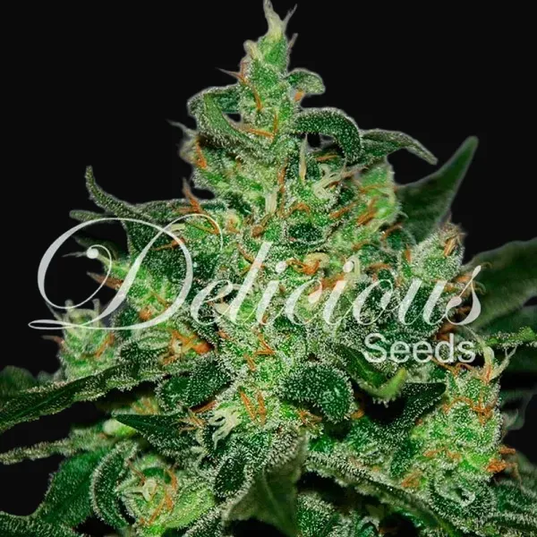 Critical Jack Herer Auto