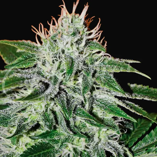 Critical Jack Herer
