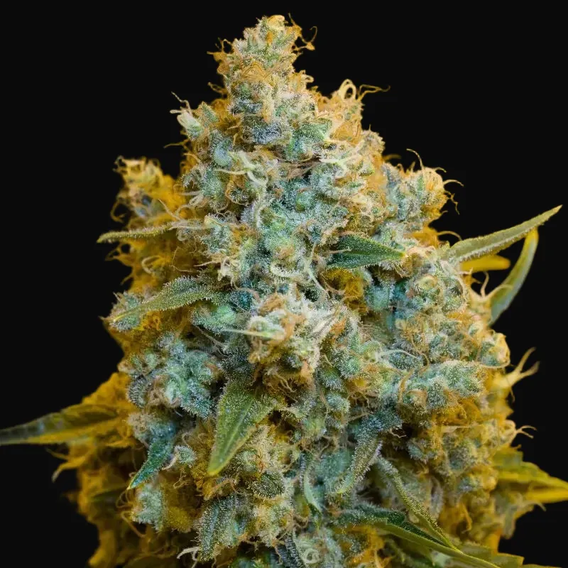 Critical Jack
