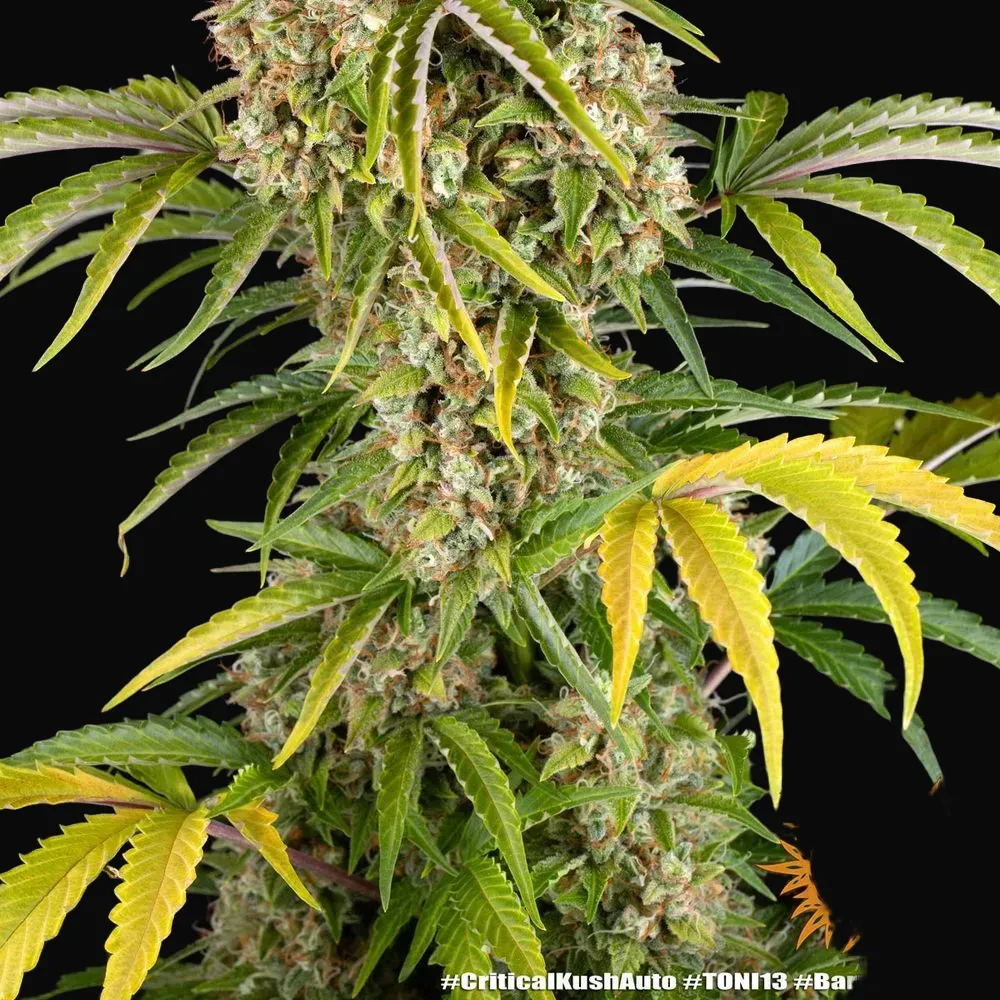 Critical Kush Auto