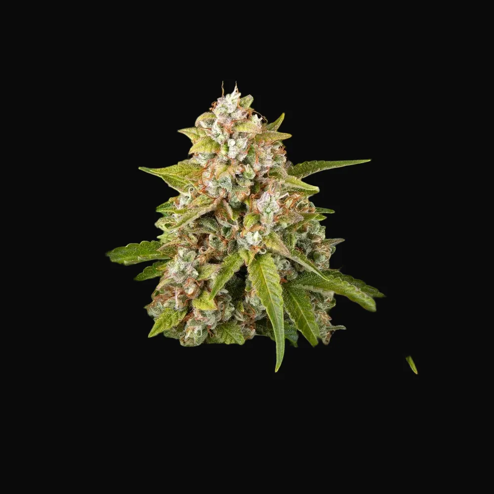 Critical Kush Auto