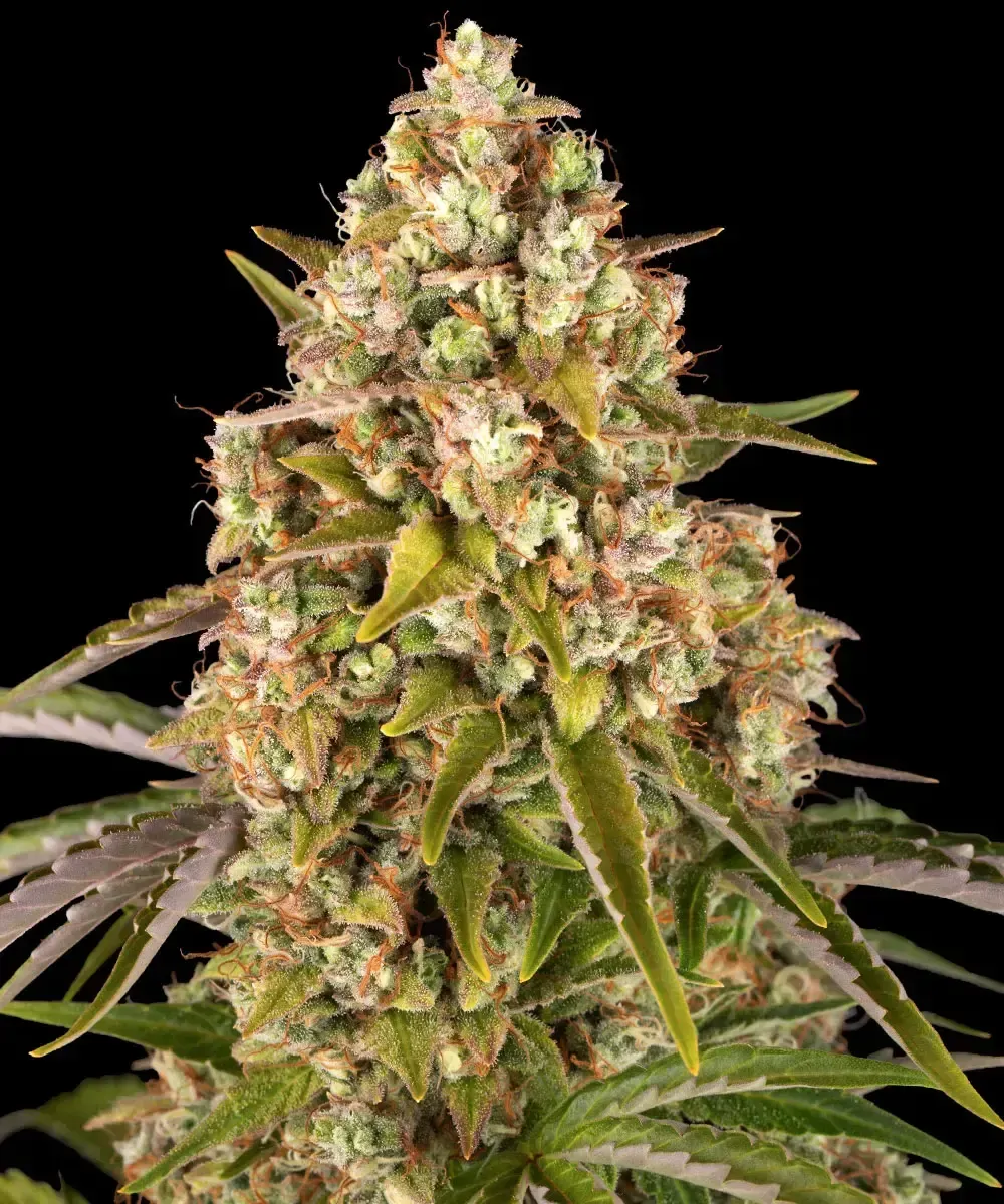 Critical Kush Auto