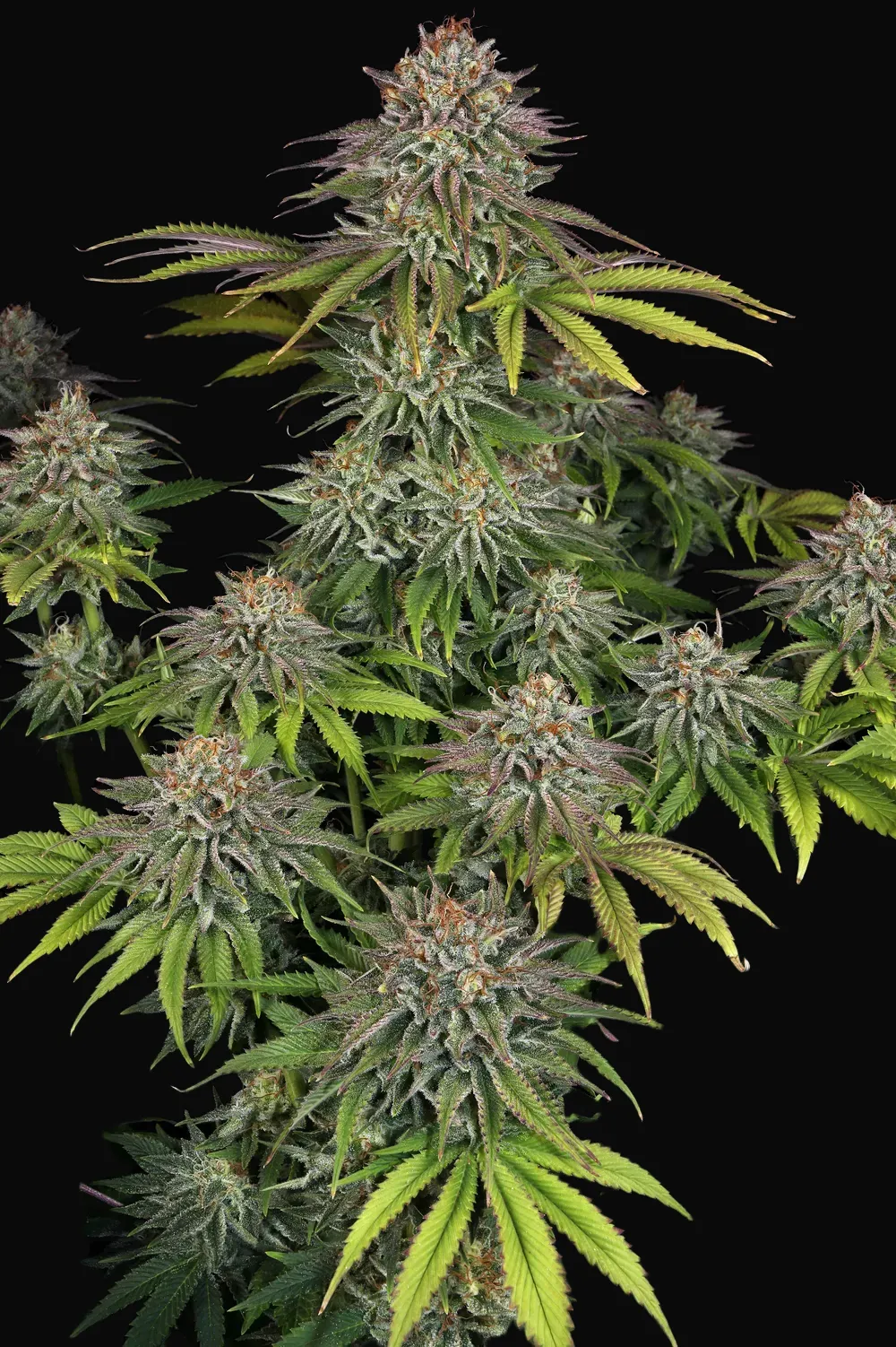 Critical Kush