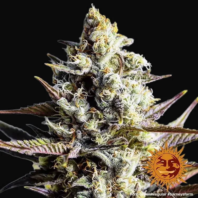 Critical Kush - Regular
