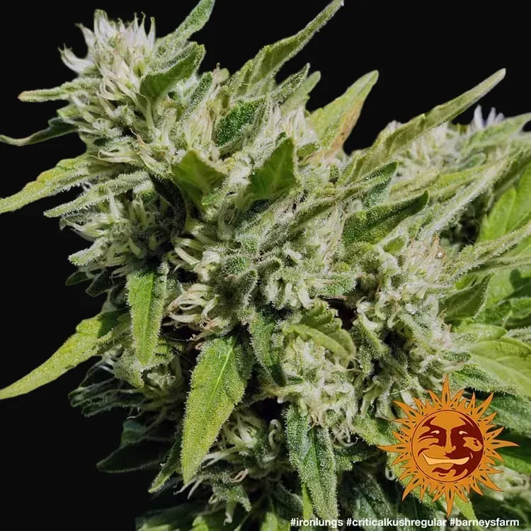 Critical Kush - Regular